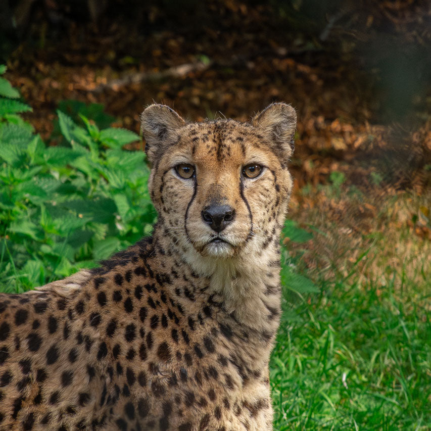 G-Series - Super Telephoto 240 mm
