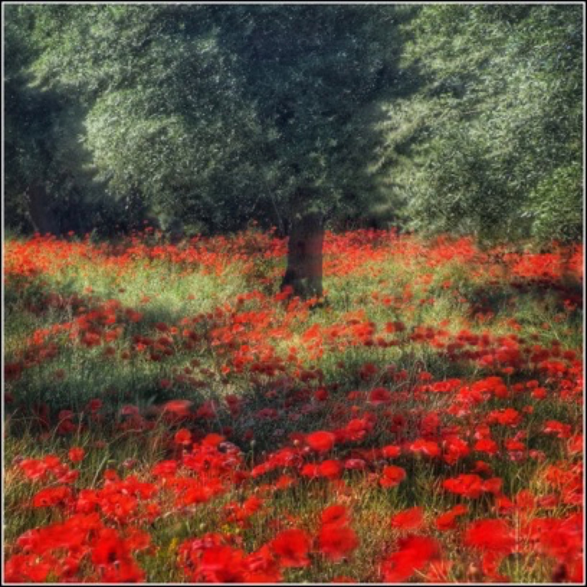 'Summer Poppy Fields': How to turn a photo into an impressionistic painting! - by Thomas Peck