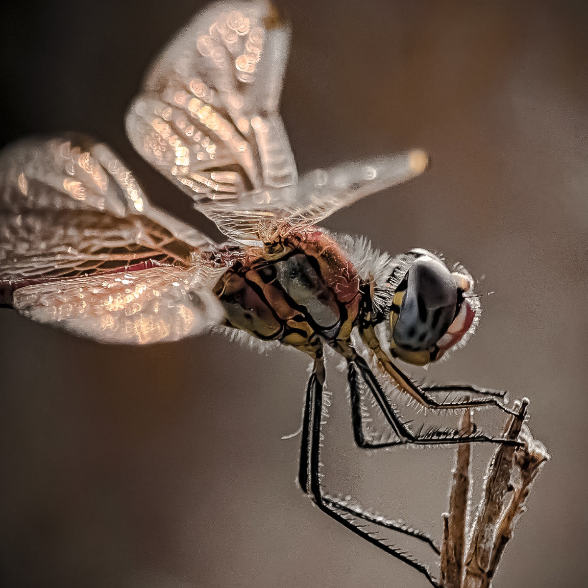 G-Series - Macro Add-ons (for Super Telephoto 240 mm)
