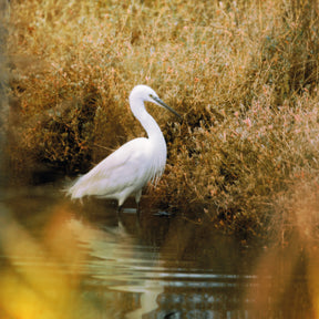 G-Series - Gold Mist 1/2 Magnetic Filter 67mm