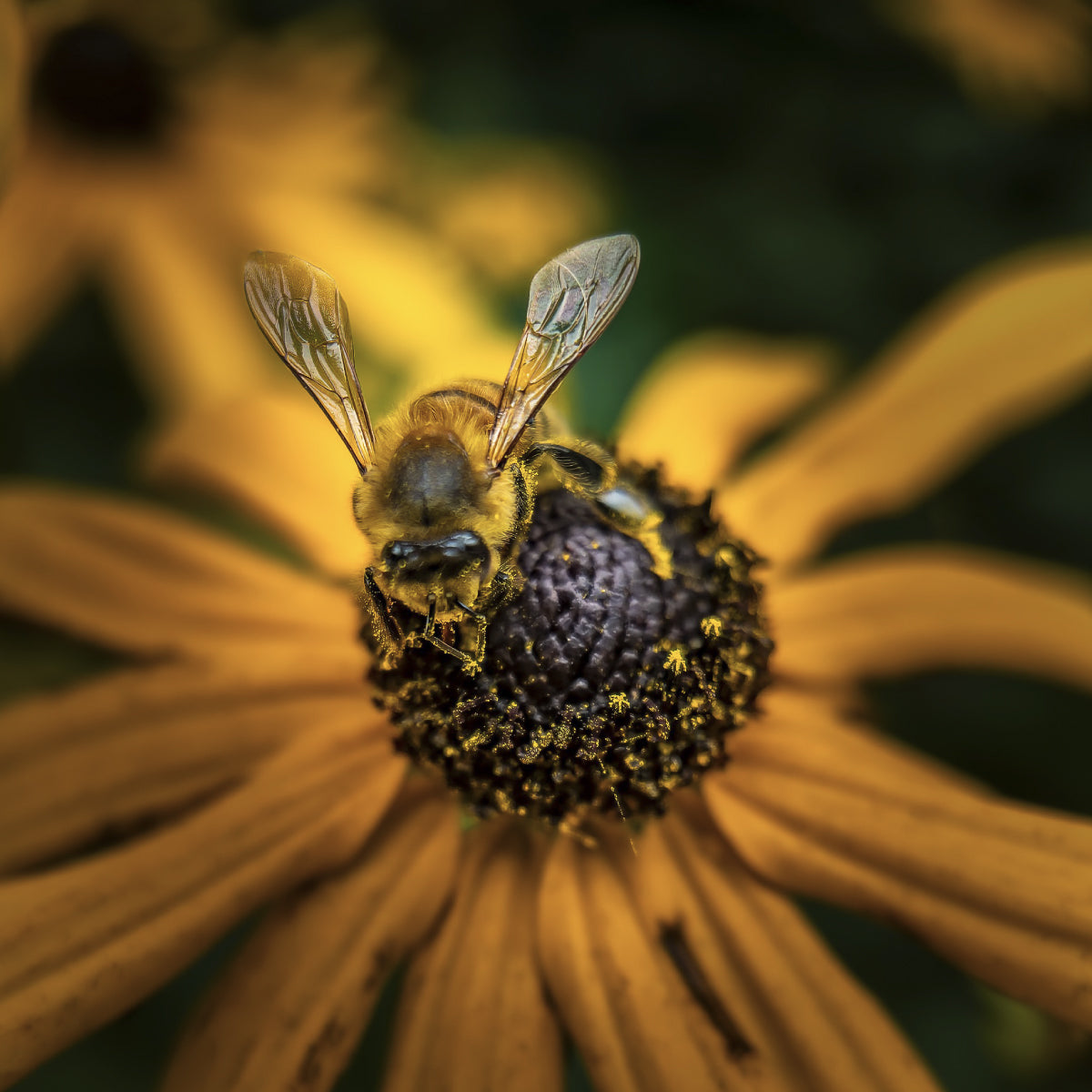 G-Series - Long Range Macro 10x Lens