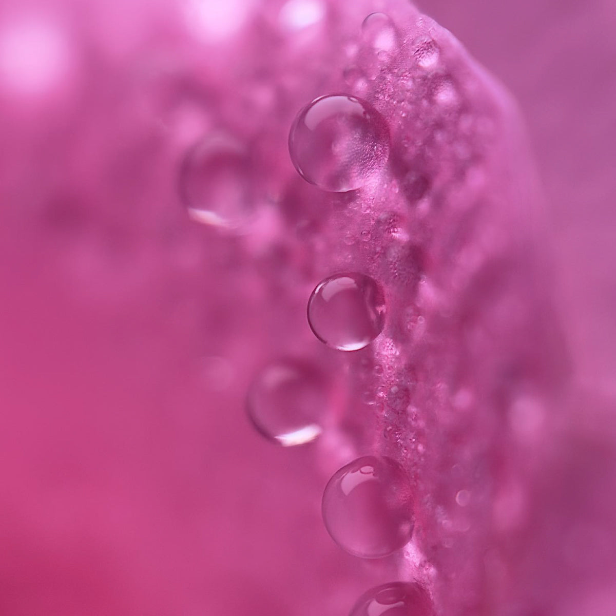 G-Series - Macro 10x Lens