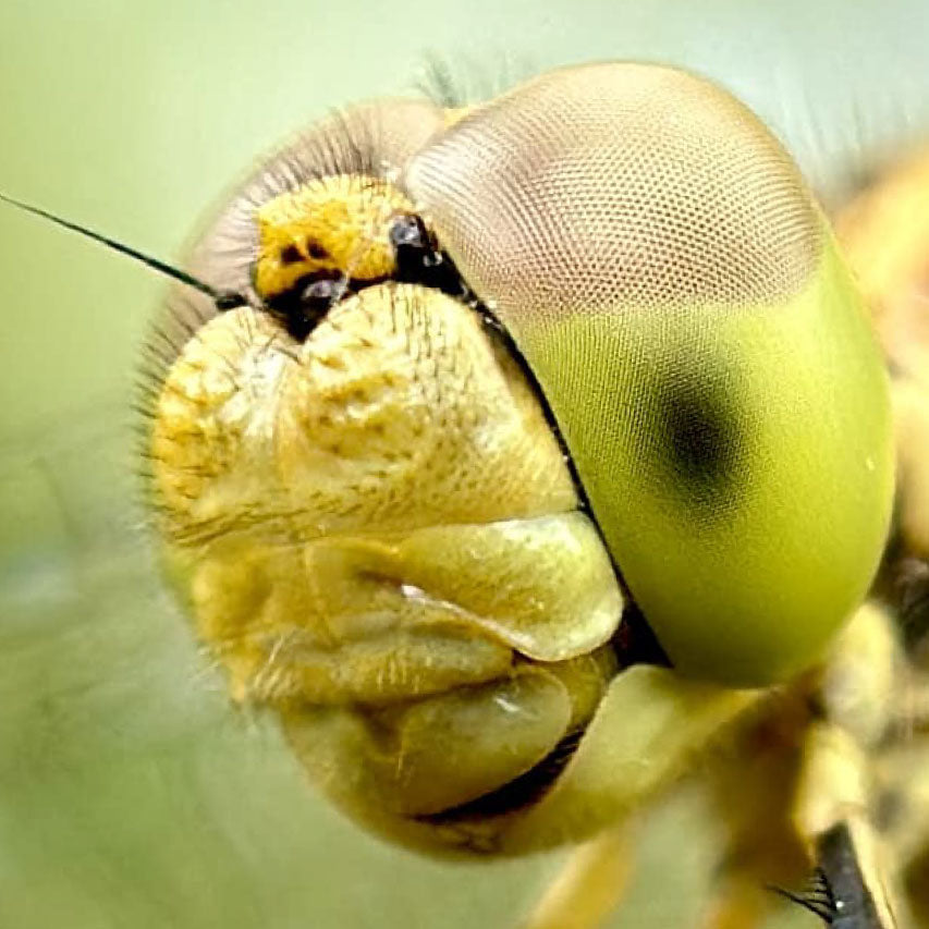 G-Series - Macro 10x Lens