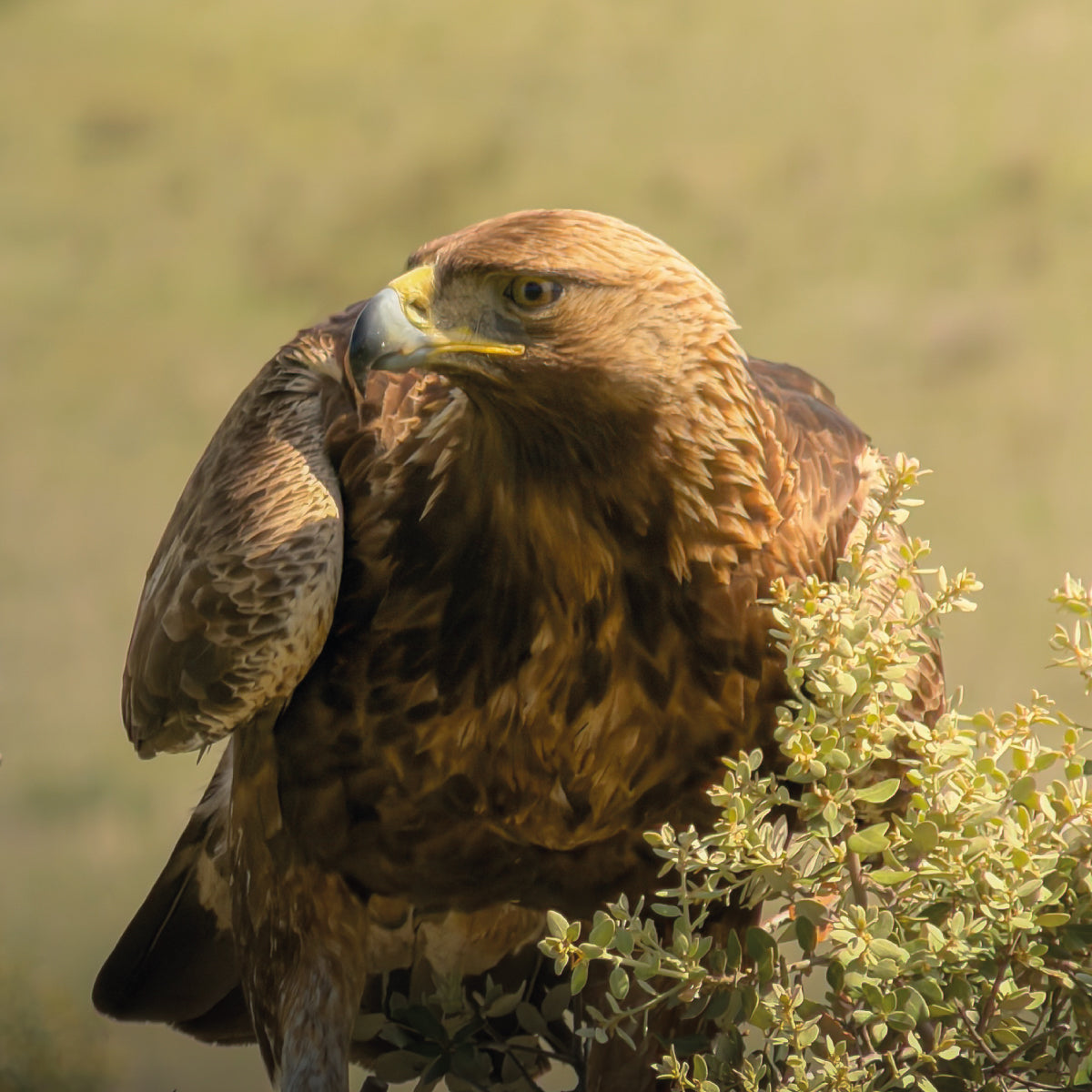 G-Series - Ultra Telephoto 300-600mm