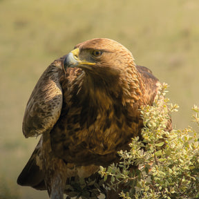 G-Series - Ultra Telephoto 300-600mm