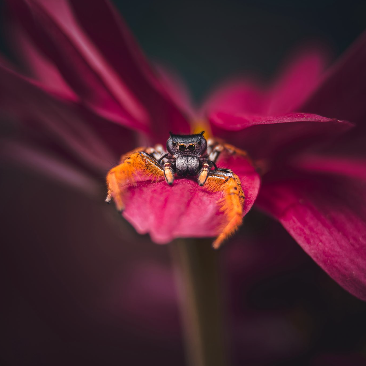 G-Series - Long Range Macro 75mm