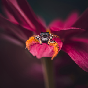 G-Series - Long Range Macro 75mm