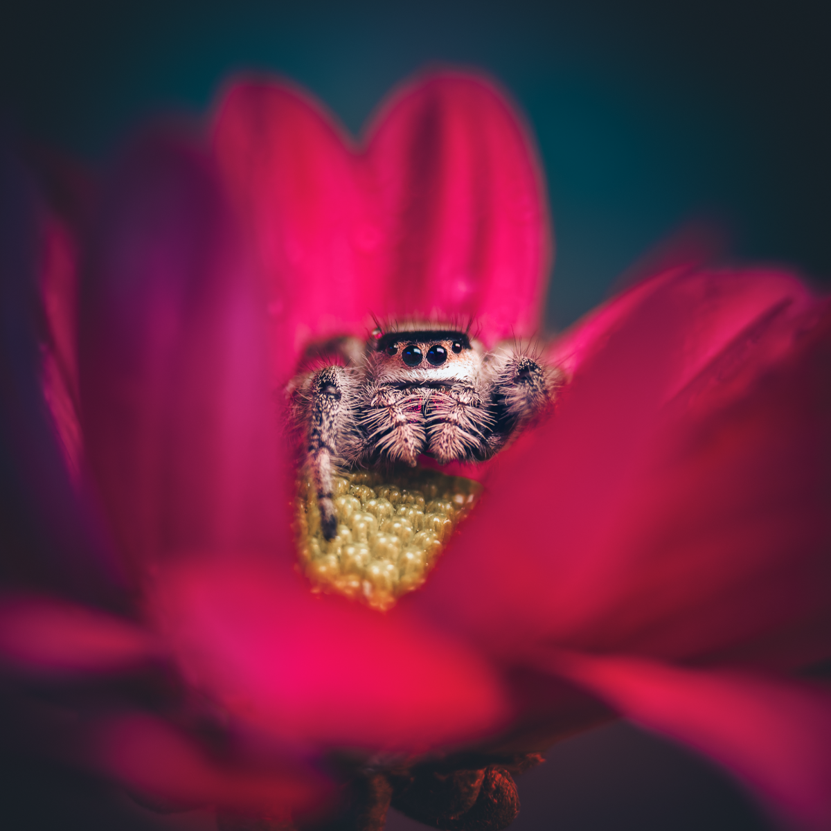 G-Series - Long Range Macro 75mm